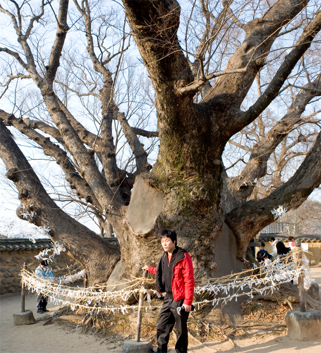Andong tree