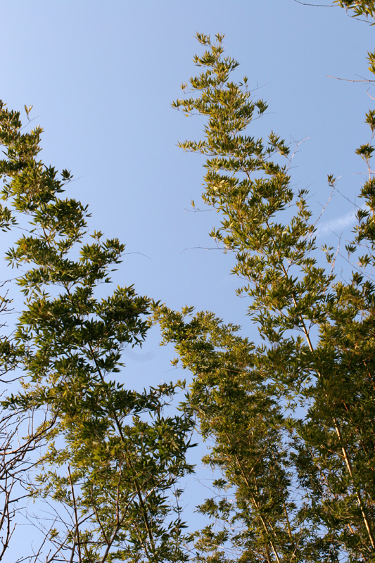 Kyongju Tall Bamboo