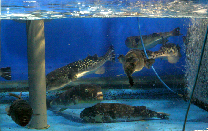 Fresh fish at Sokcho