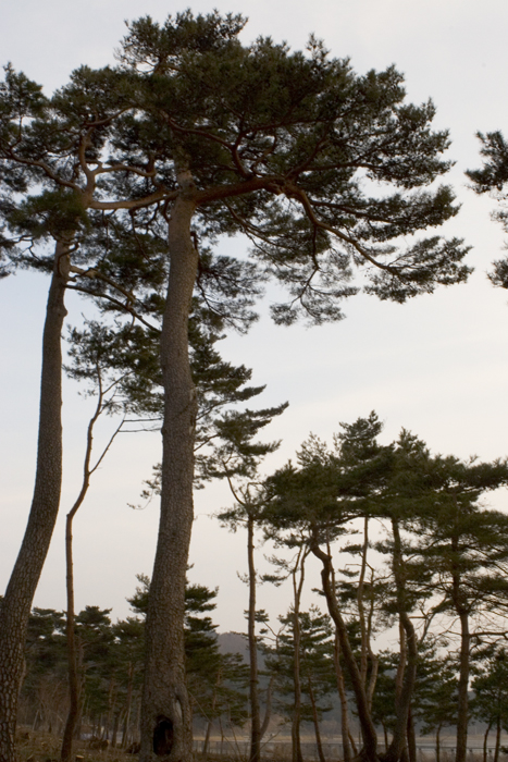 Northern South Korean trees