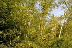 Korean Bamboo