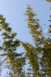 Kyongju Bamboo 