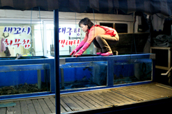 Sushi girl in Sokcho closing the tanks for the night