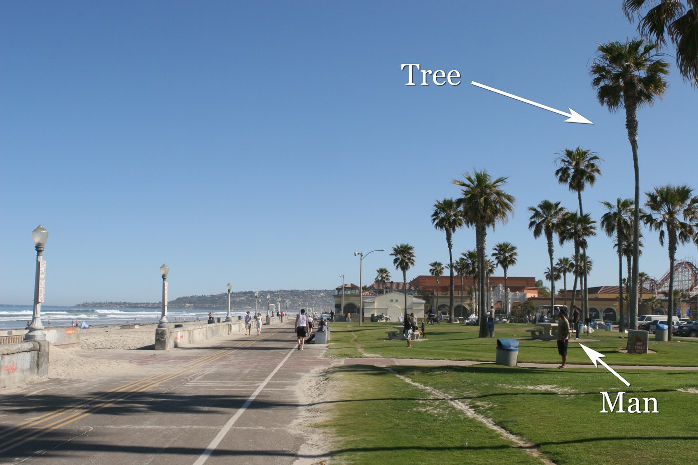 A man standing on the grass beside a tall palm tree on the Mission Beach boardwalk, both casting shadows in the afternoon sun